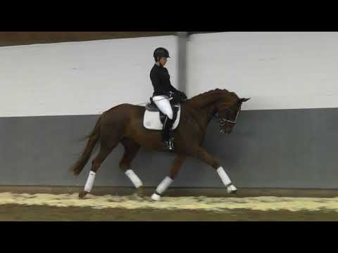 LIV M-Weidenhof-Verkaufspferd: Hannoveraner Dunkelfuchsstute *2016, v.Livaldon