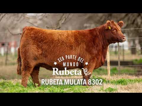 RUBETA MULATA 8302