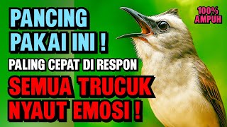 Download lagu Pancingan Trucukan PALING AMPUH ! Burung Langsung Ngalas | & Nyaut Gacor mp3