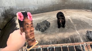 くま vs 野獣先輩