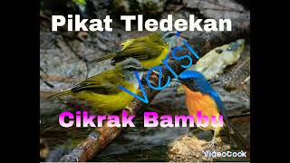 Download lagu Suara Pikat Tledekan versi Cikrak bambu ribut mp3