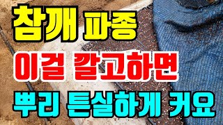 참깨 파종시기 이걸 깔고하면 뿌리가 튼실하게 잘 클거에요