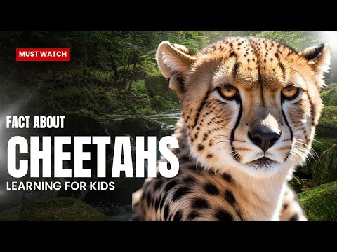 CHEETAHS FOR KIDS - Cheetah Facts Videos for Children, Preschoolers and Kindergarten