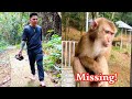 Monkey Kaka Has Been Missing For A Long Time Dad Mom Is Very Tired But Can T Find Monkey Kaka