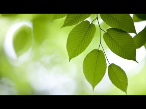 Hernâni ft 3H,K9,F-Kay - próxima ano