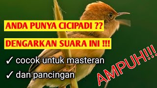 Download lagu Suara cicipadi merah gacor cocok untuk master dan pancingan mp3