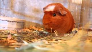 The Guinea Pig Is In Your Mind - Parry Gripp