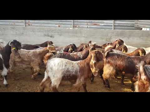 , title : 'cyprus shami goats'