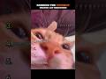 Ranking The Funniest Orange Cats Behaviors