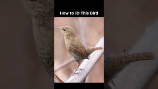 Download lagu Winter Wren identification example mp3
