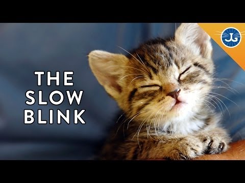 4 Ways to Tell Your Cat 