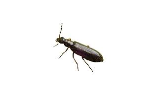 Dasytes plumbeus beetle