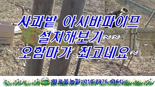 사과과수원  아시바파이프 박아주기
