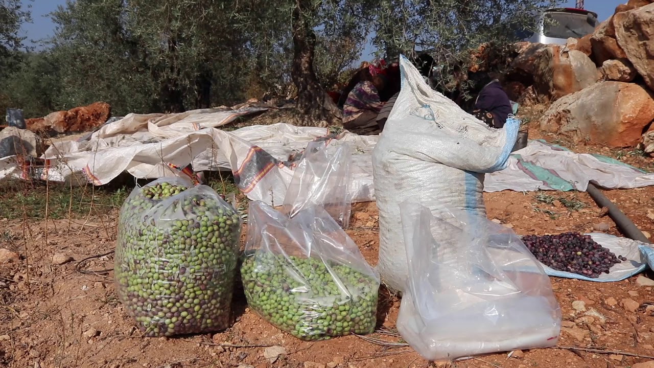 أحد المزارعين المستفيدين من مشروع طريق الحرير في دعم مزارعي الزيتون في منطقة حارم - منظمة طريق الحرير