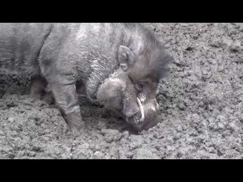 2014 10 01 Blijdorp Zwijntjes