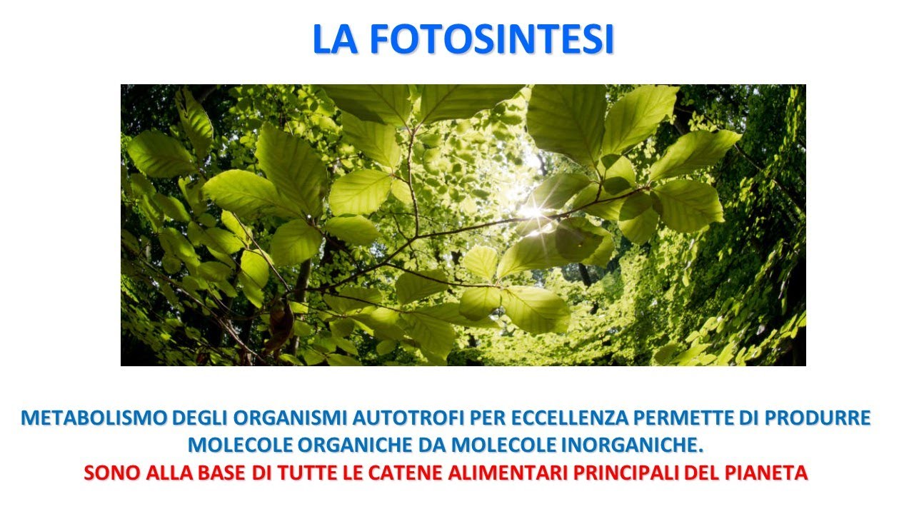 LA VIA METABOLICA DELLA FOTOSINTESI