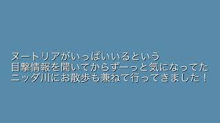 【癒し】フランクフルトで野生のヌートリア捜し！！！