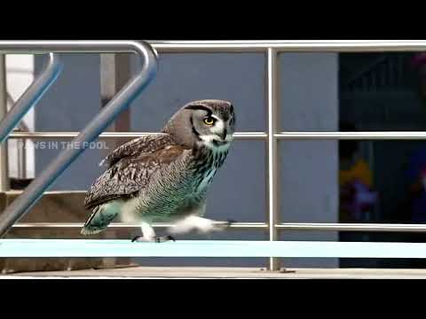 Bird Olympics