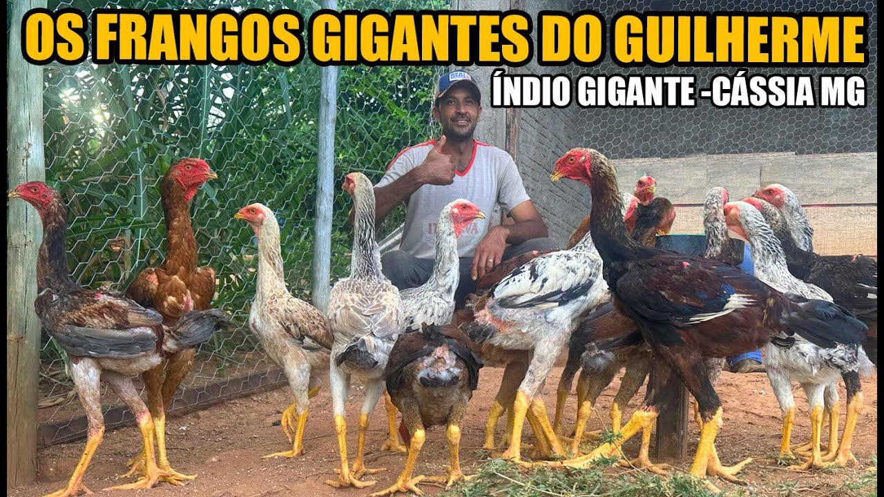 ELE ESTA SELECIONANDO FRANGOS GIGANTES PARA MELHORAMENTO DA RAÇA