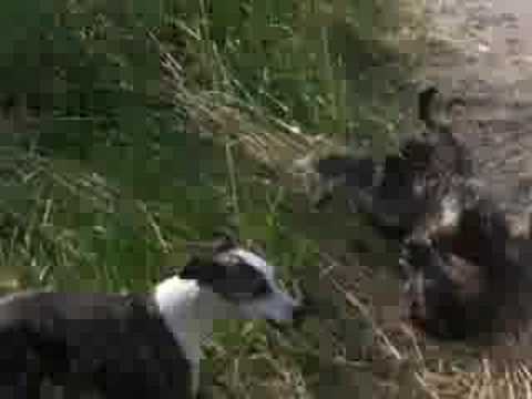 How We Keep Our SilverDust Color