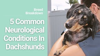5 Neurological Conditions in Dachshunds