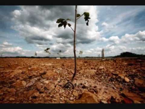 Cause and effect of pollution essay