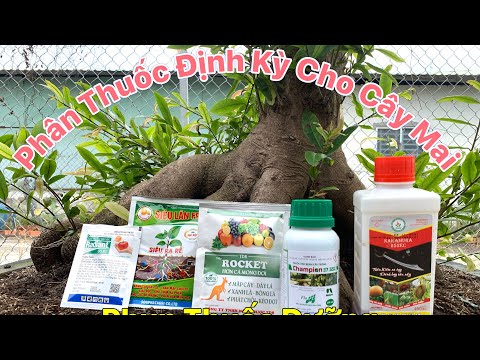 Phân Thuốc Tháng 7 Cho Cây Mai Vàng