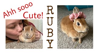 My bunny rabbit Ruby being super duper cute!