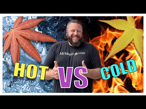 Hot and Cold Tolerant Japanese Maples!!! What's Best for You? NEW TREES YOU HAVE NEVER SEEN!