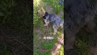 暑い夏くん活するももちゃん#癒し #可愛い#犬のいる暮らし #ヨーキー #毎日ももちゃん