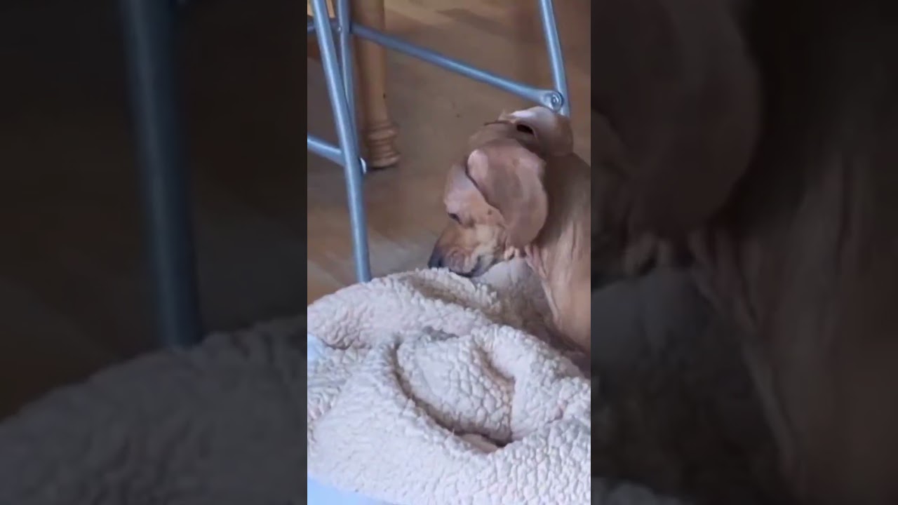 Enlarge Lola, a Adopted mixed breed in Renton, WA video 4/4