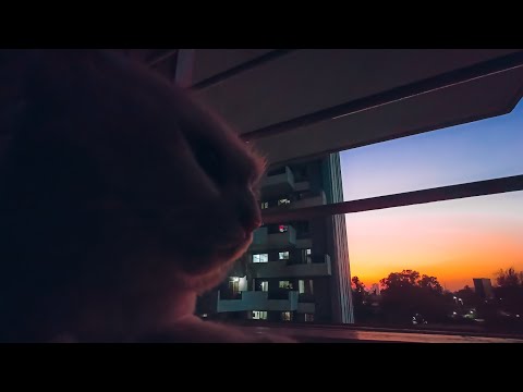 The Boku, a cinematic shot starring my cat... 4k60fps