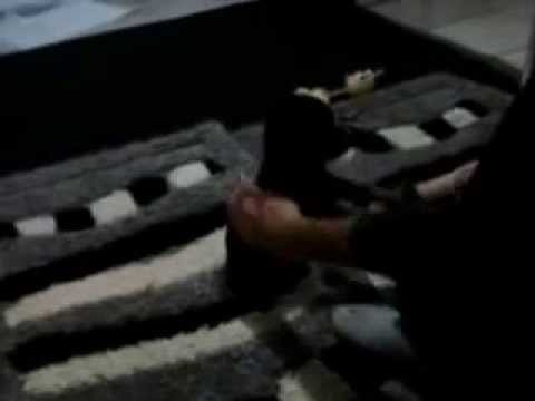 Doberman puppy 50 days old