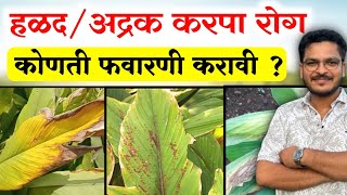 हळद अद्रक पिकातील करपा रोग नियंत्रण 🔥 Halad Adrak Pikatil Karpa Rog Niyantran