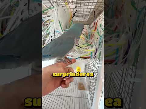 Perechea se pregătește pentru pui!