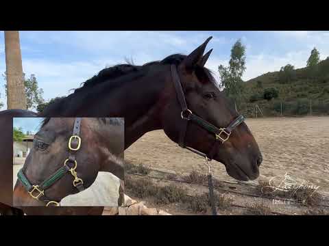 Patent leather horse halter Lazypony