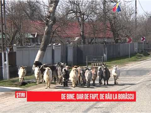 De bine, dar de fapt, de rău la Borăscu