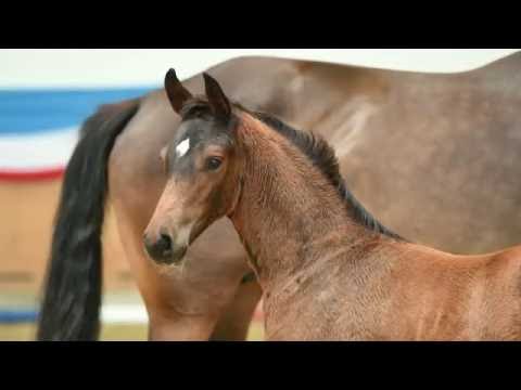 Holsteiner Fohlenauktion 2016 in Elmshorn - Nr. 01 v. Adagio de Talma - Casall