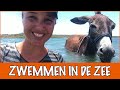 Dagje zwemmen Kaina, Star, Peluza en Laviera  | DierenpraatTV