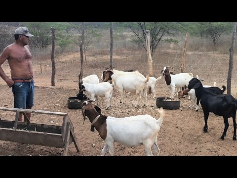 HOMEM INICIA CRIAÇÃO DE CABRA BOE SOLEDADE PB ESTÁ VENDENDO UM BODE BOÉ E VEJA A SUA PLANTAÇÃO PALMA