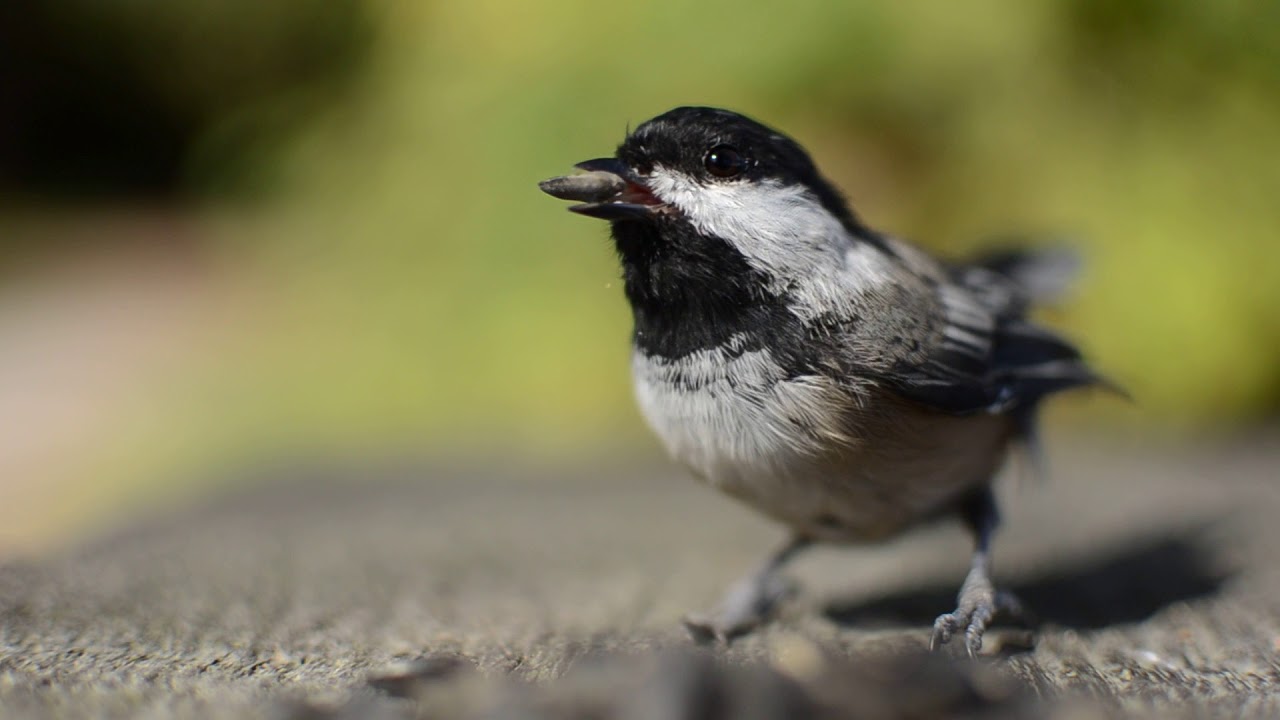 Chickadee Feeding| Free HD Stock Footage