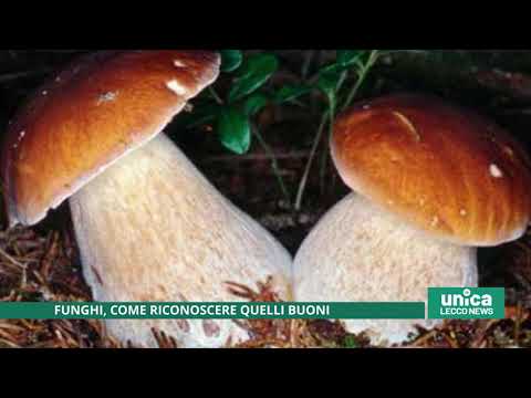 Funghi, come riconoscere quelli buoni