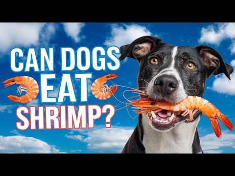 Can Dogs Eat Shrimp? (Risks & Benefits)