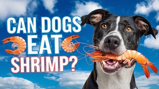 Can Dogs Eat Shrimp (Risks & Benefits)