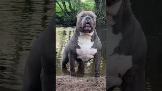 Big Mouth Pitbull 👿 #shorts #dog #dogs #pitbull