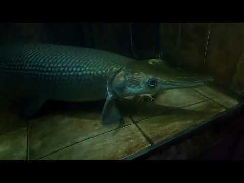 Giant Alligator Gar Up Close: A Prehistoric Predator!