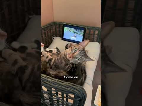 CAUGHT MY CATS ON A CATFLIX AND CHILL DATE 😹 #shorts