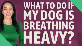 What to do if my dog is breathing heavy?