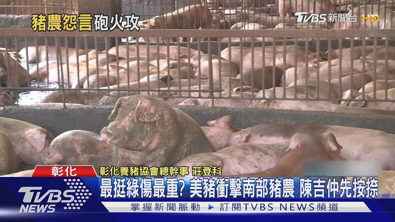 最挺綠傷最重?美豬衝擊南部豬農 陳吉仲先按捺