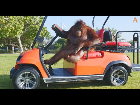 Animalia Orangutan Rambo drives her golf cart